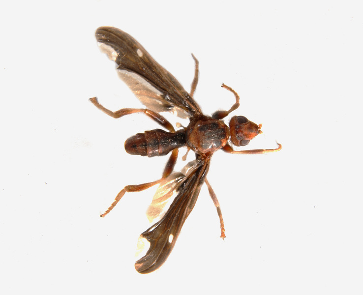 Pyrgotidae