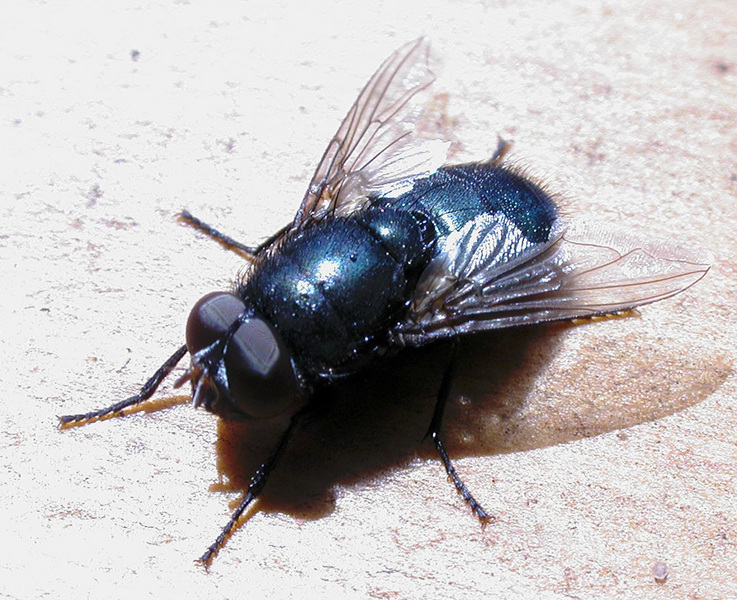 Calliphoridae