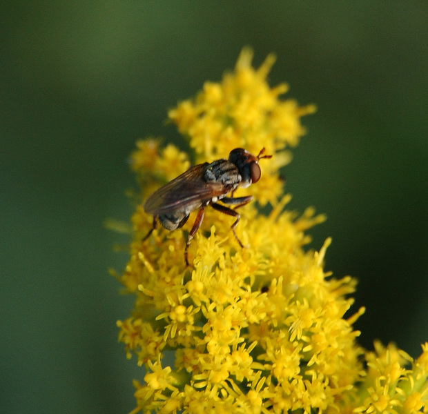 syrphid6562