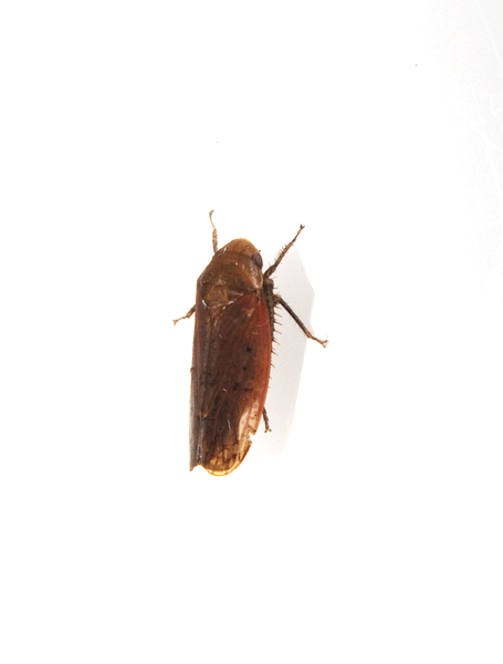 Cicadelloidea