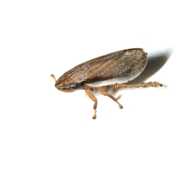 Cercopoidea