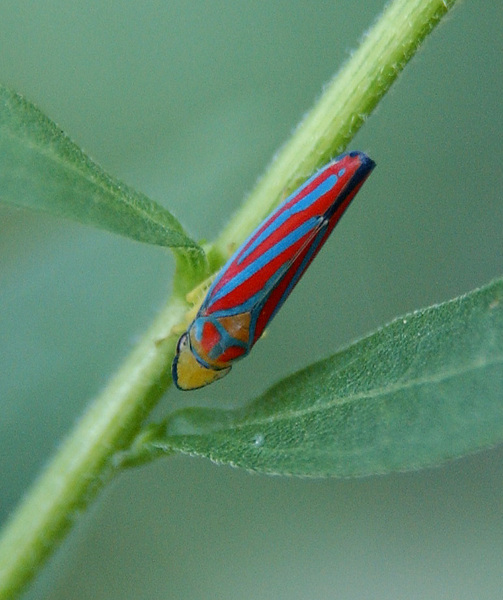 leafhopper1