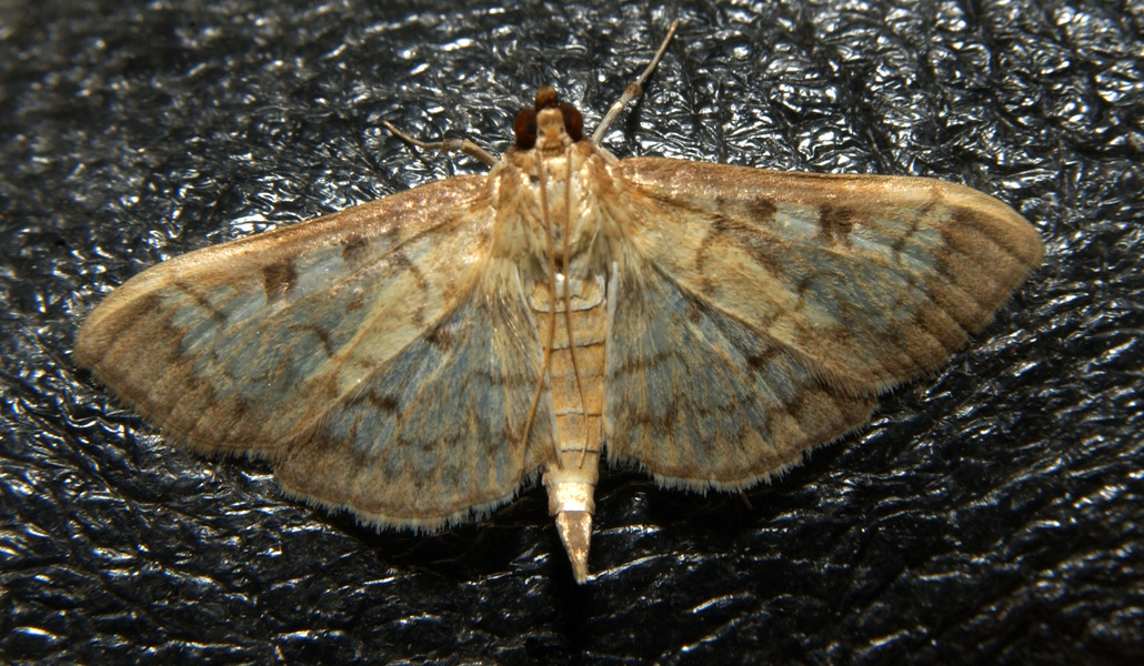 moth5142