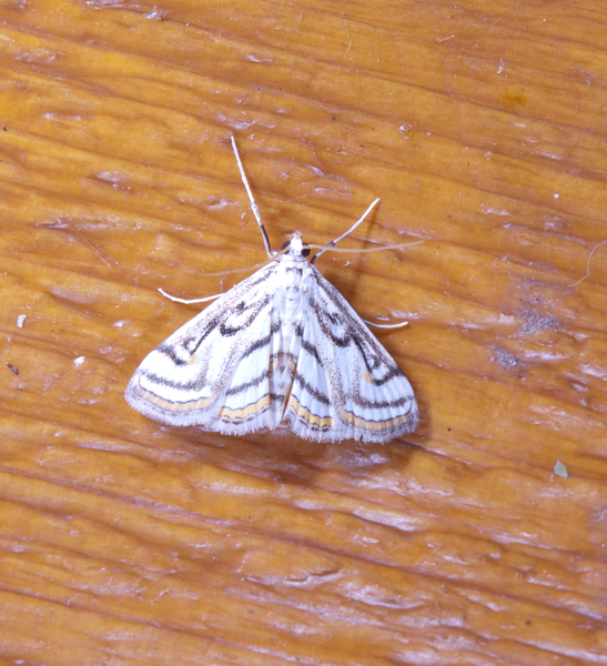 moth8652