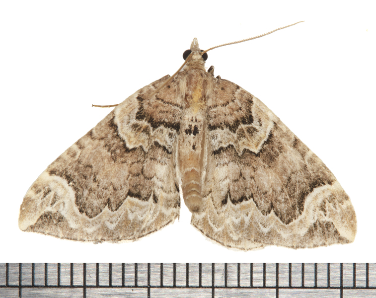 Eulithis6159