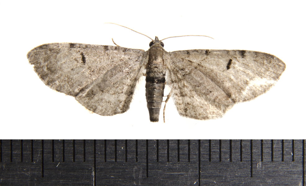 Eupithecia0879