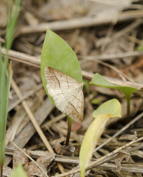 Petrophora subaequaria