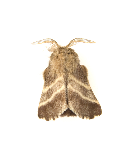 tent_caterpillar_moth