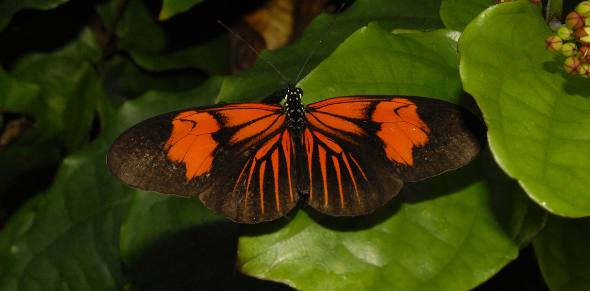 Papilionoidea