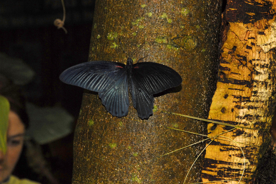 Papilio0092