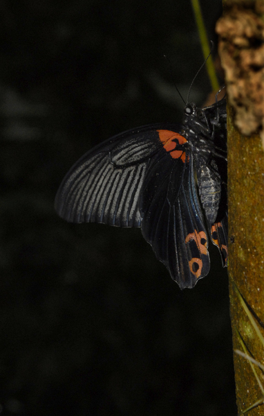 Papilio_memnon0094