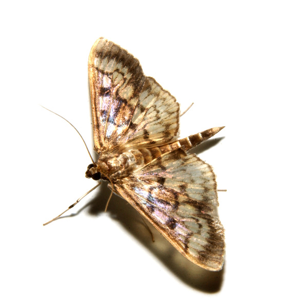 moth8