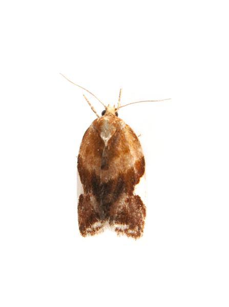 moth2060