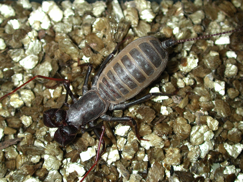 whipscorpion