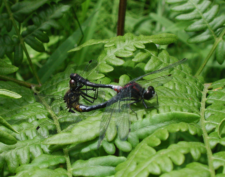 mating_dragonflies