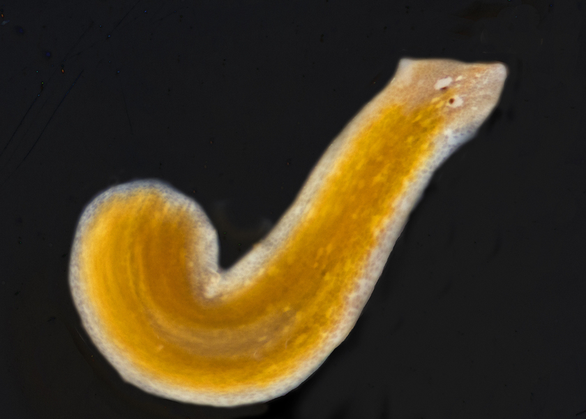 35_Flatworm_Platyhelminthes_Turbellaria