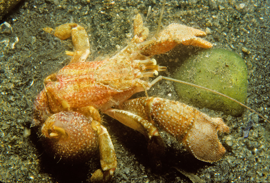 85_Flat-claw_hermit_crab_Pagurus_pollicaris_out_of_its_protective_shell