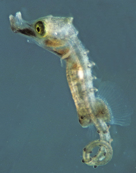 Syngnathidae