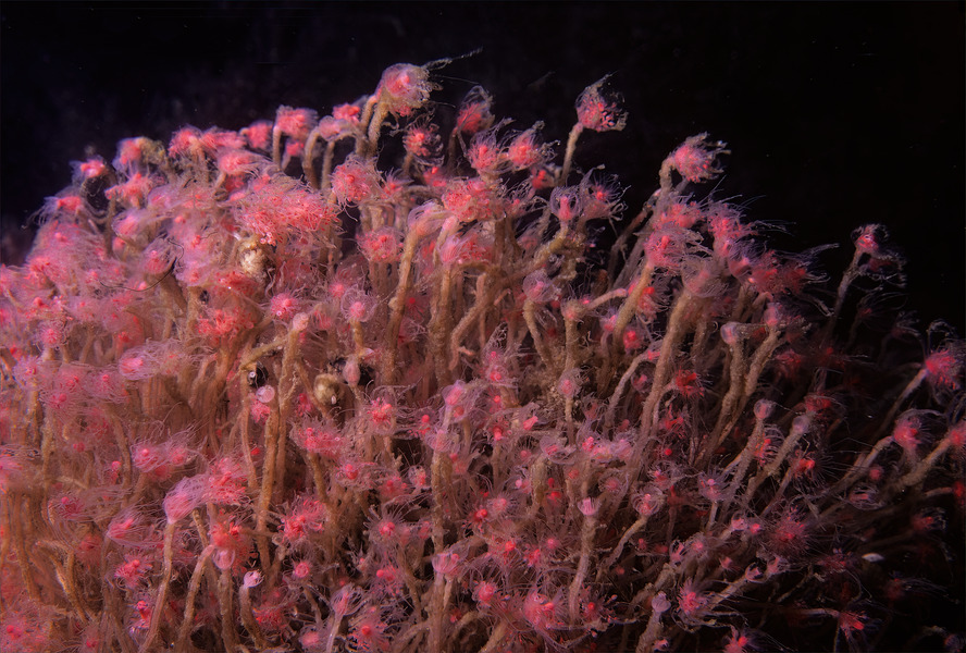 14_Pink-hearted_hydroid_Tubularia_crocea