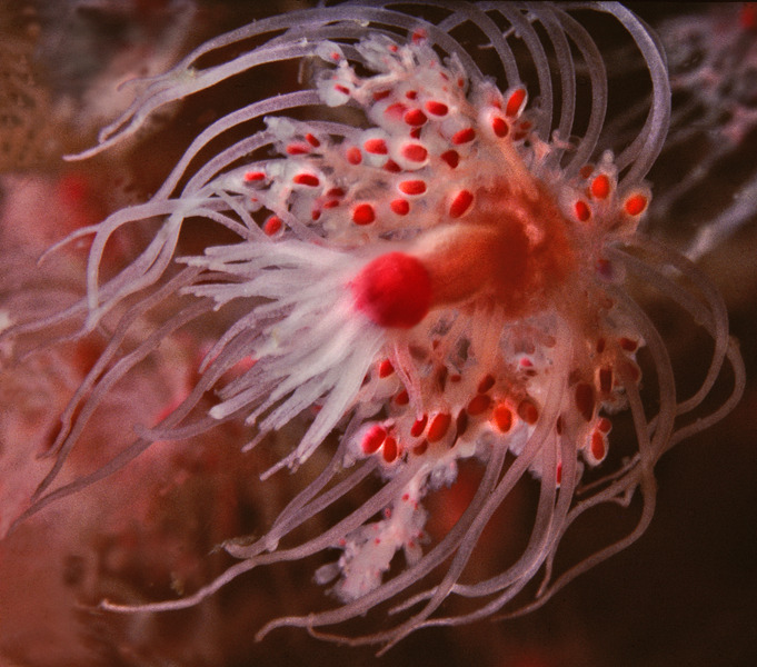 16_Pink_hydroid_Tubularia_crocea_reproductive_polyp