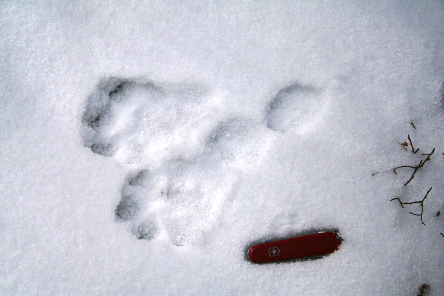 Snowshoe_tracks