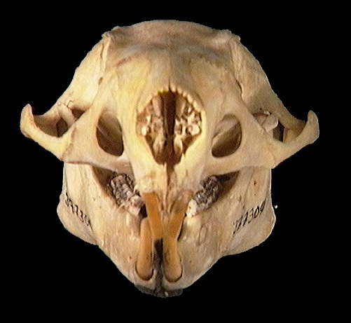 Craniata