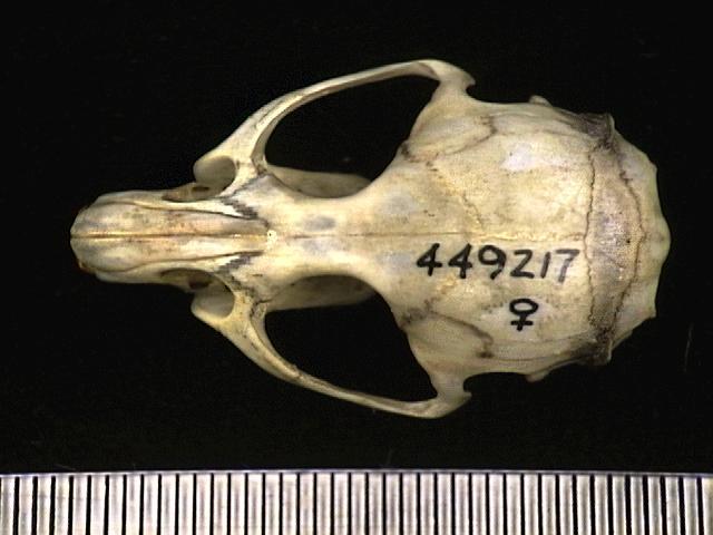 Brachyuromys betsileoensis