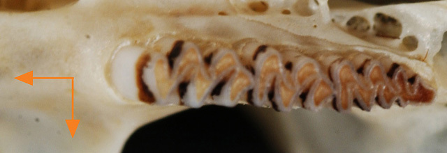 Cricetidae