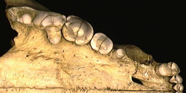 Hyaenidae