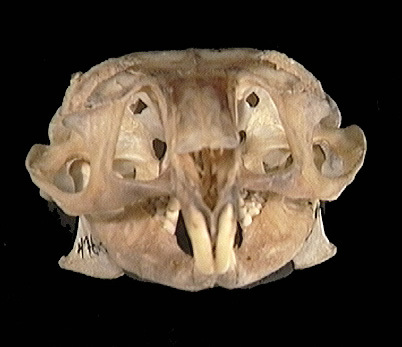 Ctenodactylus gundi