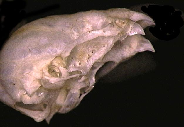 Desmodus rotundus