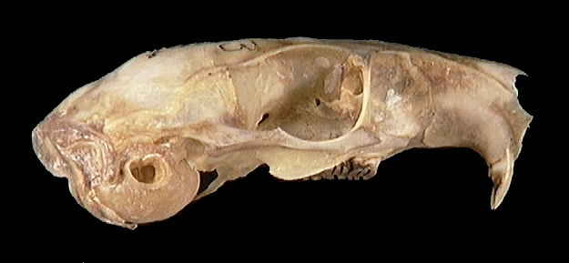 Echimyidae
