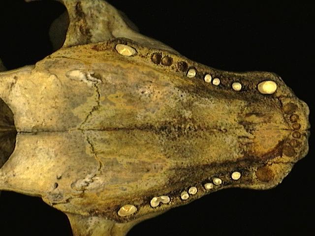 Erignathus barbatus