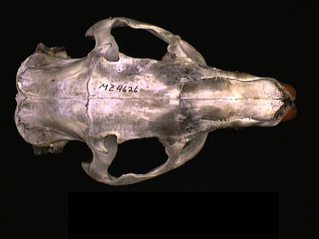 Myocastor coypus