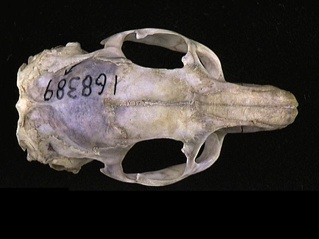Octodon degus