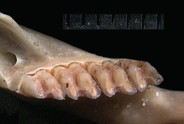 Petromuridae