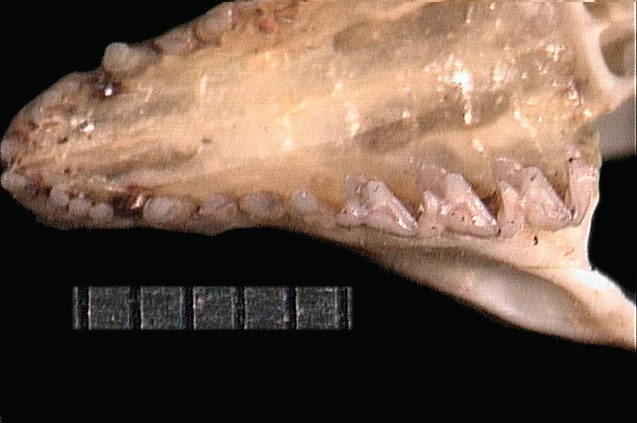 Sminthopsis macroura