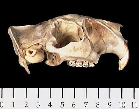 umnh481983.lateral