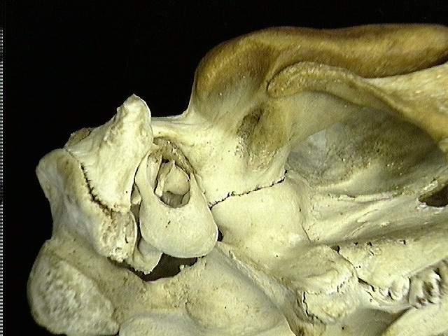 Craniata