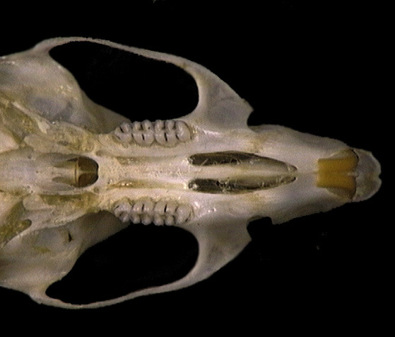 Zygodontomys brevicauda