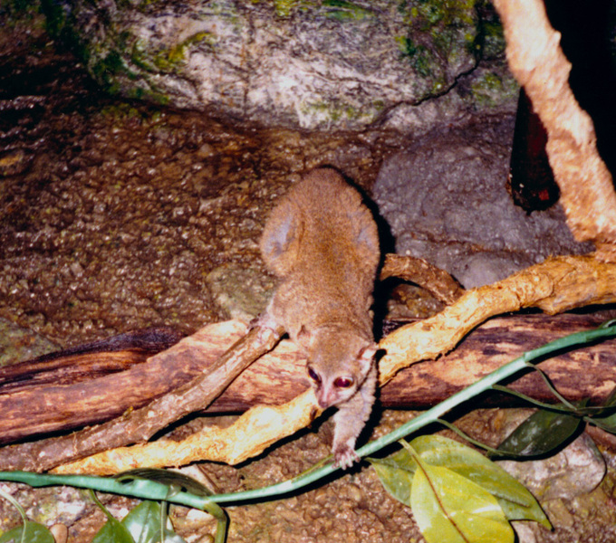 Galago senegalensis