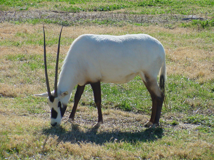 oryx2