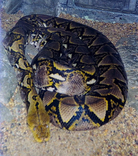 python_reticulata