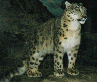 snowleopard1