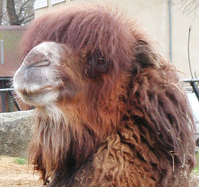 Camelus bactrianus