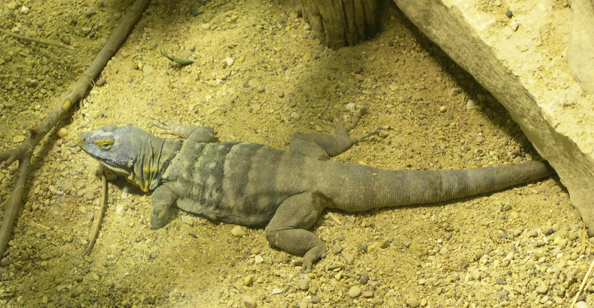 Petrosaurus thalassinus