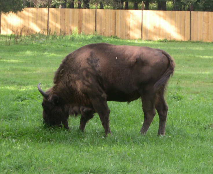 bison3