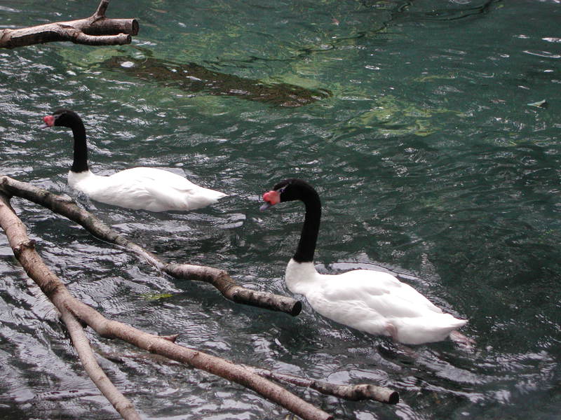 black-necked_swans