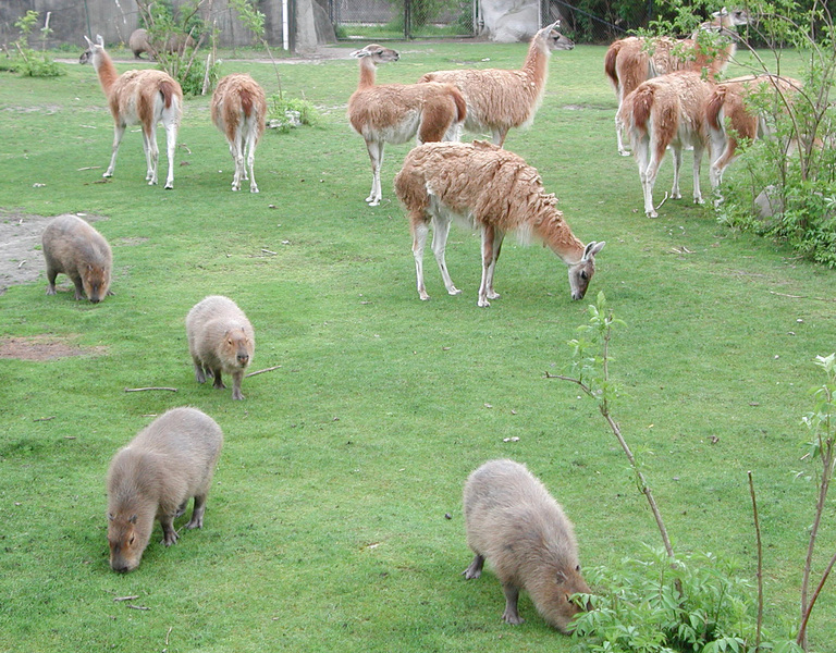 capybaraandguanacoe