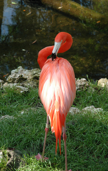 flamingopreening